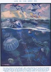 Life in the Open Sea, illustrasjon fra 